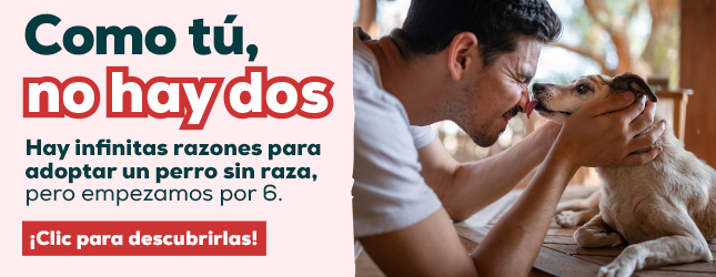 Hay infinitas razones para adoptar un perro sin raza
